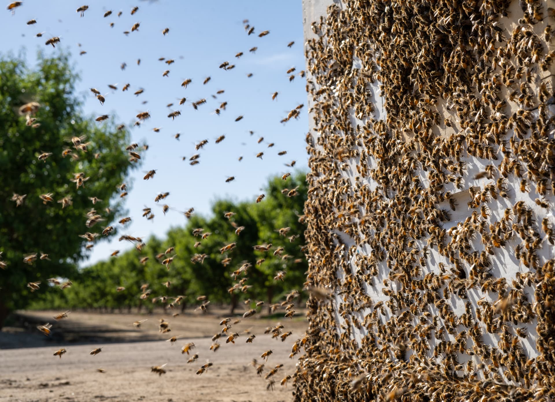 Bees pouring out of a strong hive box in an almond orchard