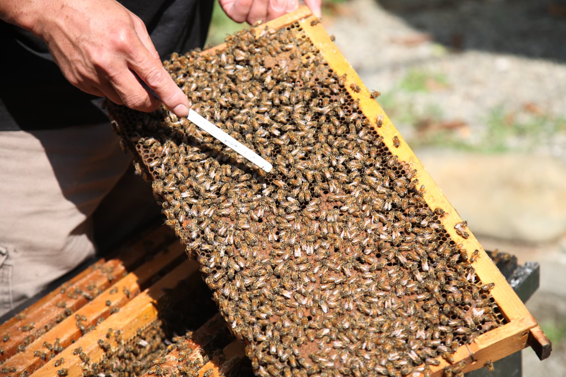Beekeeper checking frame strength before placement