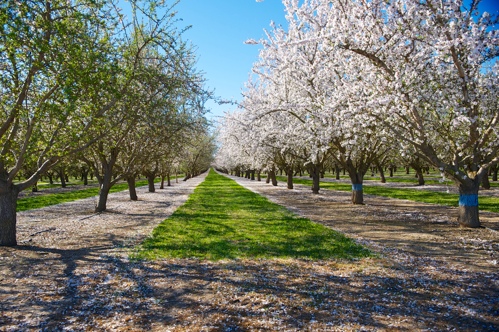 Rows of California almond trees in full bloom